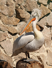 Curly pelican in the zoo.