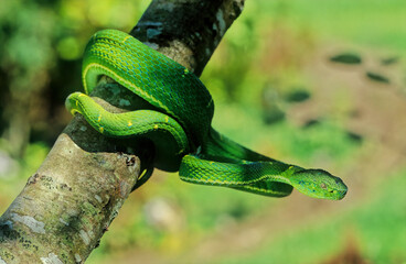 Bothriechis lateralis