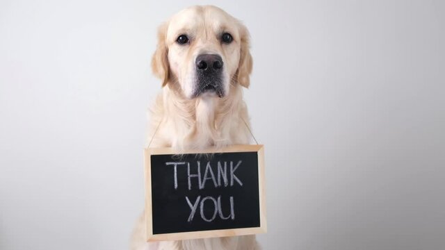 The dog is holding a black sign with the words thank you. Golden Retriever sits on a white background and looks into the camera with an advertising banner.