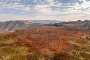 Drone aerial landscape view of pine trees and mountains during Fall in Mondim de Basto, Portugal