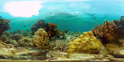 Underwater Colorful Tropical Fishes. wonderful and beautiful underwater colorful fishes and corals in the tropical reef. Philippines. 360 panorama VR