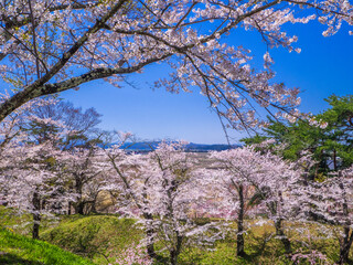 View from the top of hill in a park with cherry blossom trees blooming in full (Kamegajo park, Inawashiro, Fukushima)