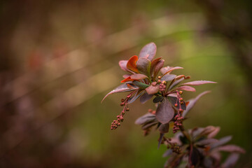 buds on a bush before flowering, spring