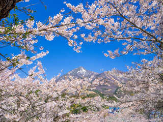 Mountain with remaining snow seen between cherry blossoms in full bloom (Kamegajo park, Inawashiro, Fukushima)