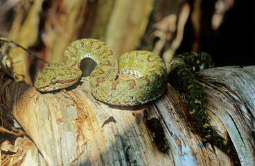 Bothriechis schlegelii