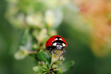 Fototapeta premium Spring Nature background. Green grass with ladybug. Beautiful nature background with morning fresh grass and ladybug.
