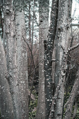 forest, nacka, stockholm, sverige, sweden