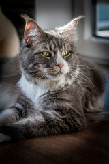 Maine Coon Kater 