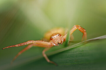 Cute small spider in its habitat. Insect detailed portrait with soft green background. Wildlife scene from nature.
