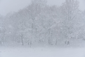 Trees covered in snow on a white winter landscape with snow flakes falling in Mondim de Basto, Portugal