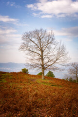 Isolated naked tree without leaves on a fall landscape with blue sky on the background in Mondim de Basto, Portugal