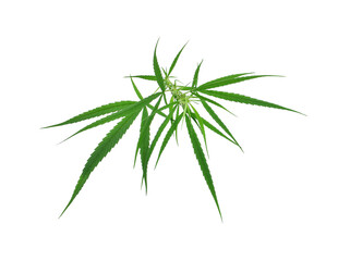 Fresh marijuana or cannabis leaf with flowers isolated on white background