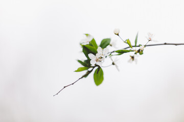 Beautiful tender flowers on branch of blossoming cherry tree