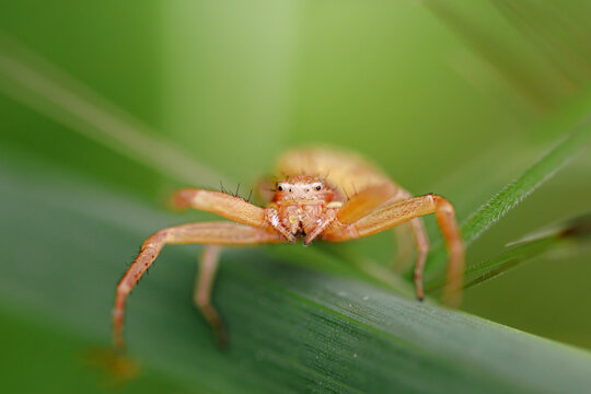 Cute small spider in its habitat. Insect detailed portrait with soft green background. Wildlife scene from nature.