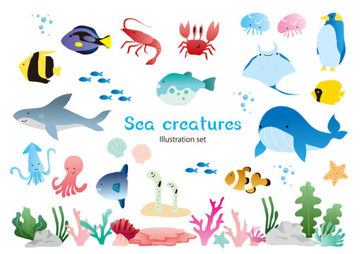 2 Best ナンヨウハギ Images Stock Photos Vectors Adobe Stock