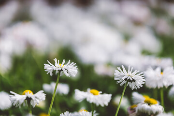 White daisy flowers background with green grass