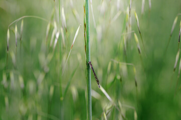 blue dragonfly sits on a grass on a meadow