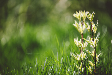 Nature background growing young trees shoots among green grass