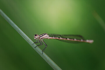 blue dragonfly sits on a grass on a meadow