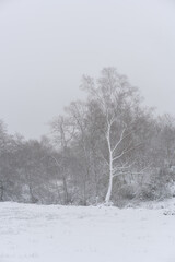 Trees covered in snow on a white winter landscape with snow flakes falling in Mondim de Basto, Portugal