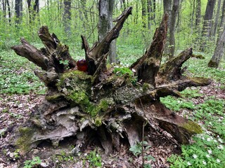 trunk of a tree