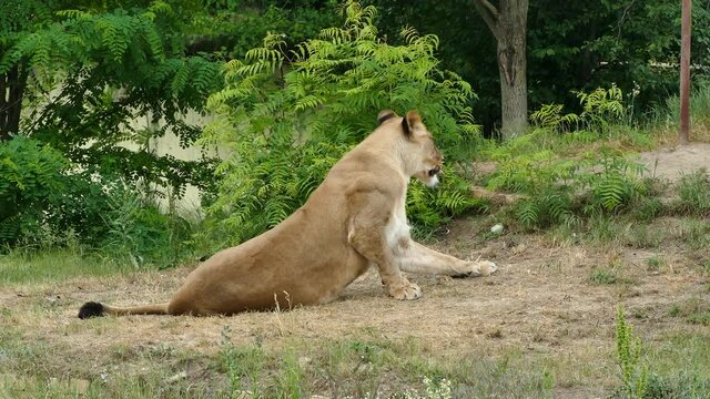 African lion in a zoo. Wildlife animals.