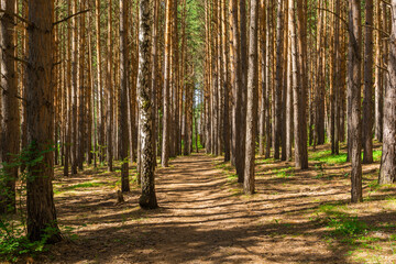 Tall straight trunks of pine trees in the forest. Walking in the park in the summer
