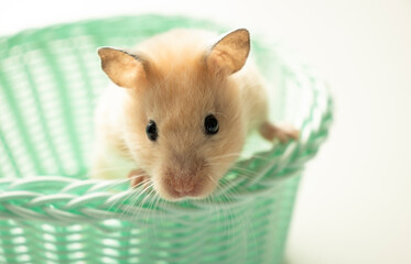 Fototapeta na wymiar cute djungarian hamster in a green basket on a white background copy space