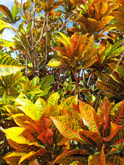 Croton Codiaeum variegatum tropical plant with colorful leaves in a tropical garden in the French West Indies. Colorful Croton Leaves Background. Caribbean nature pattern.