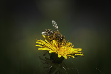a bee on a yellow dandelion with a dark background