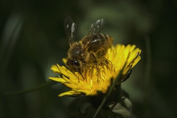 a bee on a yellow dandelion with a dark background