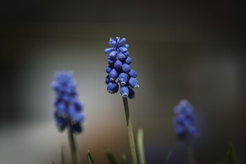 beautiful blue springflowers, muscari neglectum, in the morning 