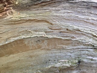 bark of a tree