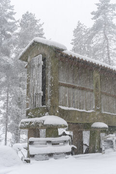 Espigueiro traditional structure for corn storage on a snow white winter landscape with snow falling in the north of Portugal