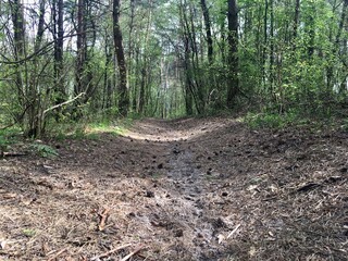 path in the forest