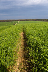 Field of young green wheat seedlings. Sprouts of young barley or wheat that have sprouted in the soil. Close up on sprouting rye on a field. Sprouts of rye. Agriculture, cultivation.