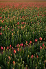 field of red tulips