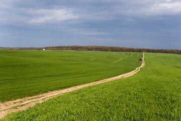 Field of young green wheat seedlings. Sprouts of young barley or wheat that have sprouted in the soil. Close up on sprouting rye on a field. Sprouts of rye. Agriculture, cultivation.