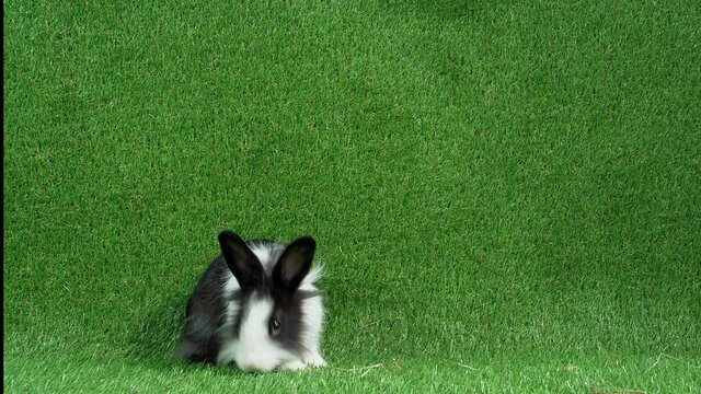 White and black little adorable bunny rabbit stands up on two legs on artificial grass background 