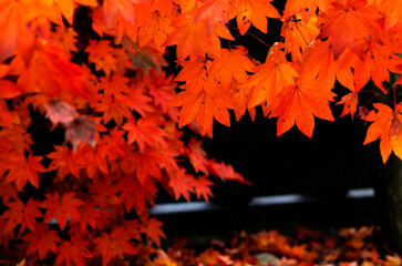beautiful orange maple leaves texture 