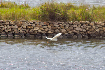 Fototapeta premium The little egret (Egretta garzetta) at the Nature Reserve Saline of Tarquinia , little egret looking for fishing on the swamp 