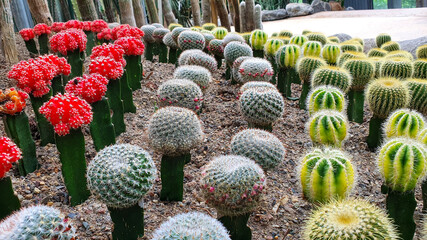 cactus