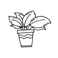 Hand-drawn houseplant. Doodle image of a home flower. Vector images for the decoration of various goods, textiles, postcards, notebooks, notebooks.