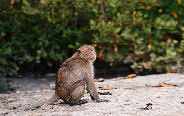 A cute monkey lives in a mangrove forest of Thailand.