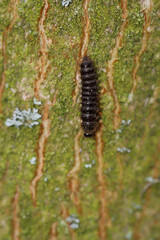 Eine Raupe eine Schmetterlings läuft im Frühjahr über die Rinde eines Baumes.
