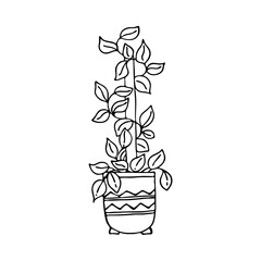 Hand-drawn houseplant. Doodle image of a home flower. Vector images for the decoration of various goods, textiles, postcards, notebooks, notebooks.