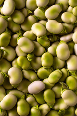 Raw Organic Fresh Green Fava Beans (or broad beans)