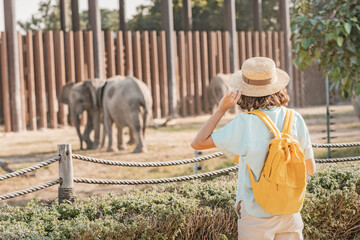 Woman student with a yellow backpack watches the behavior of elephants in a zoo or nature park...