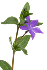 Obraz premium Violet flower of periwinkle, lat. Vinca, isolated on white background