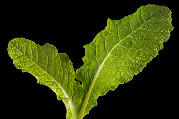 Green leaves of primrose flower, isolated on black background
